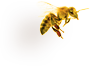multi-bee